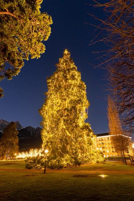 Geschmückter Mammutbaum im Kurpark Bad Ragaz. (Bild: Grand Resort Bad Ragaz / Yanik Bürkli)