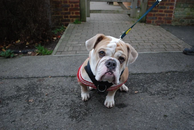 A tan and white stout dog with a wrinkly face and flopped ear sits on the tarmac. They have a red and white Christmas jumper on and a black harness.