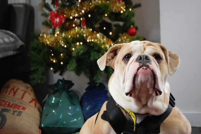 A tan and white stout dog with a wrinkly face and flopped ear is sitting in front of a Christmas tree, that is out of focus in the background. He is wearing a black harness.