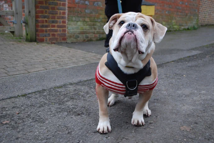 A tan and white stout dog with a wrinkly face and flopped ear stands on the tarmac with a brick wall behind them. They have a red and white Christmas jumper on and a black harness.