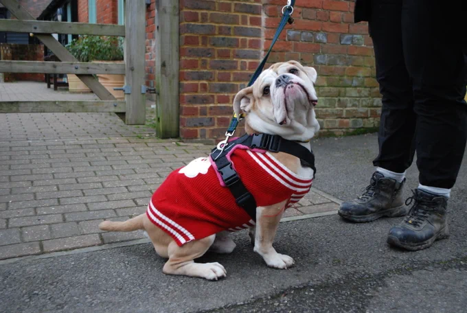 A tan and white stout dog with a wrinkly face and flopped ear sits on the tarmac with a brick wall behind them. They have their side towards the camera. They have a red and white Christmas jumper on and a black harness.