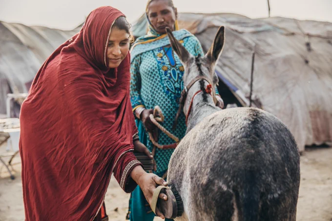 Two ladies stand with a mule in a residential area of a brick kiln in Pakistan. The mule is stood facing away from the camera. One lady, dressed in blue, stands in front of the mule holding the lead rope attached to its' halter. The other lady, dressed in red, uses a brush to groom the mule. 