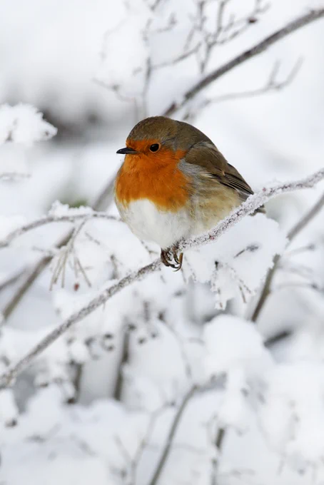 A robin sits on a branch in snowy scene. 
