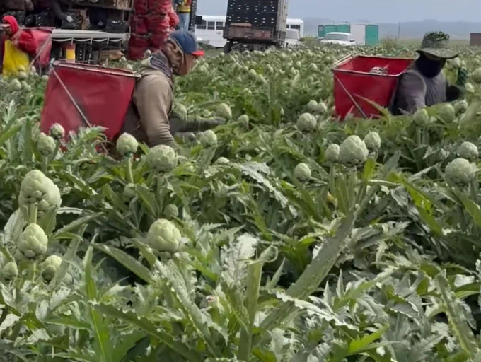 Workers harvesting artichokes