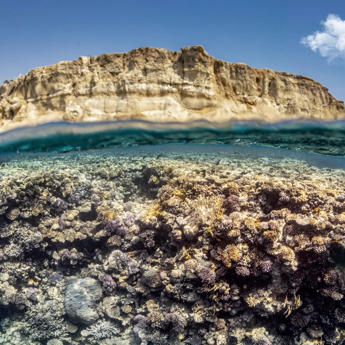 New coral research uncovered unexpected pockets of climate-resilience that could offer hope for conservation efforts in the region. ©Renata Romeo/Ocean Image Bank