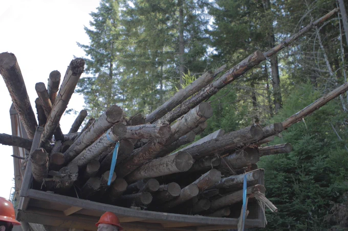 Logs removed as hazardous fuels from Fremont-Winema National Forest in Oregon being unloaded from a rail car in Hulett, WY. (Image courtesy of Dan Buehler of Neiman Enterprises in Hulett, WY). 
