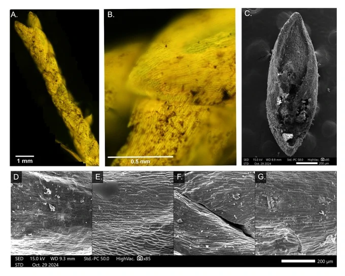 Fluorescent and scanning electron microscopy (SEM) of fossil and modern juniper leaves. (a, b) Fluorescent microscope imagery of fossil juniper branchlet (LACMHC 1469B). (b) Close-up of leaf scale with smooth leaf margins and acute-slightly obtuse apical shape. (c) SEM image of entire fossil leaf scale from adaxial (dorsal) perspective. (d–g) Close-up imagery of abaxial (ventral) side of modern (d) J. blancoi, (e) J. scopulorum, (f) J. virginiana, and (g) fossil juniper leaf (P23-47594).