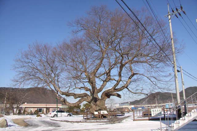 	
Daejeon Goegok-dong Zelkova tree https://ko.wikipedia.org/wiki/대전_괴곡동_느티나무