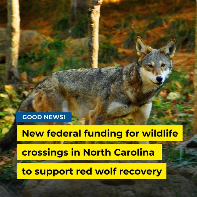 Red wolf in a forested area. 

Text reads: 
"Good news! New federal funding for wildlife crossings in North Carolina to support red wolf recovery."