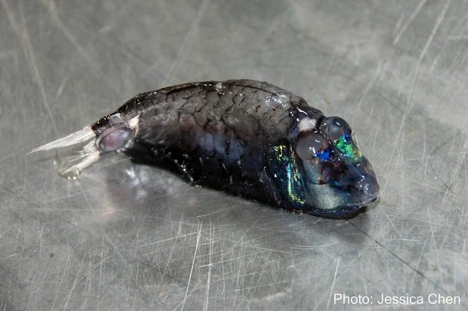 A fresh barreleye specimen phtoographed on a scratched metal specimen. The fish has a very odd shape, with a flat underside and a very stocky body, with a wide tail fin. The skin is damaged, with almost all the scales gone, with only black scale pockets remaining. The head is very tall and large, and is bizarre, with two huge upwards-facing barrel-shaped eyes and a tiny mouth near the end of the chin. The skin on the head is bizarrely beautiful, with iridescent blue-green colours, like the rock Labradorite. Credit: Jessica Chen/NOAA.
