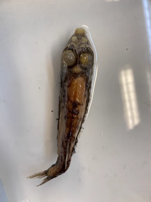 Dorsal view of a preserved Opisthoproctus specimen. The eyes are HUGE, and pointing directly towards the camera. The head fits about three times into the length of the body, and about half of that head is filled with the eyes. The mouth is a pronounced, rather smug little snoot, with large nostrils. The caudal fin is bent a little. There is still some dark skin on the back. Credit: Own photo/NHM Specimen.