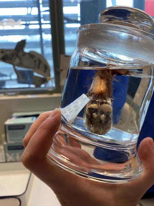 A front-facing view of Opisthoproctus in its jar. The eyes are huge and cylindrical, and the mouth is small, making a sort of :^o face. Credit: own photo.