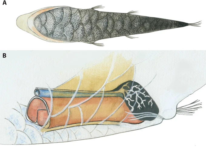 A figure showing two illustrations of Opisthoproctus' anatomy. The upper illustration is of the underside, or "sole" - the whole fish is covered in a layer of large, grey scales. The second illustration shows the internal anatomy of the anus region of the fish - there is a large black organ with white reticulations which hosts the bacteria. Credit:Poulsen, J.Y., Sado, T., Hahn, C., Byrkjedal, I., Moku, M. and Miya, M., 2016. Preservation obscures pelagic deep-sea fish diversity: Doubling the number of sole-bearing opisthoproctids and resurrection of the genus Monacoa (Opisthoproctidae, Argentiniformes). PLoS One, 11(8), p.e0159762.