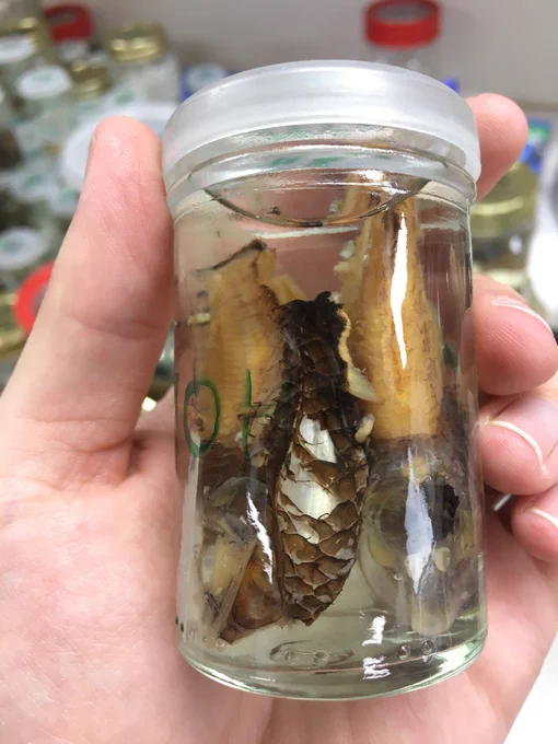 Two quite damaged specimens of Opisthoproctus soleatus in a small jar. The left specimen has damaged skin on the underside, showing a pearlescent/silvery layer of tissue that is highly reflective. Credit: own photo.