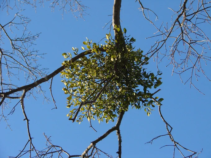 Mistletoe up on a tree branch