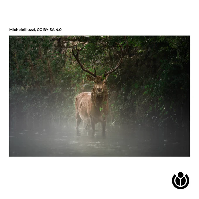 A majestic deer emerging from a mist-shrouded forest.