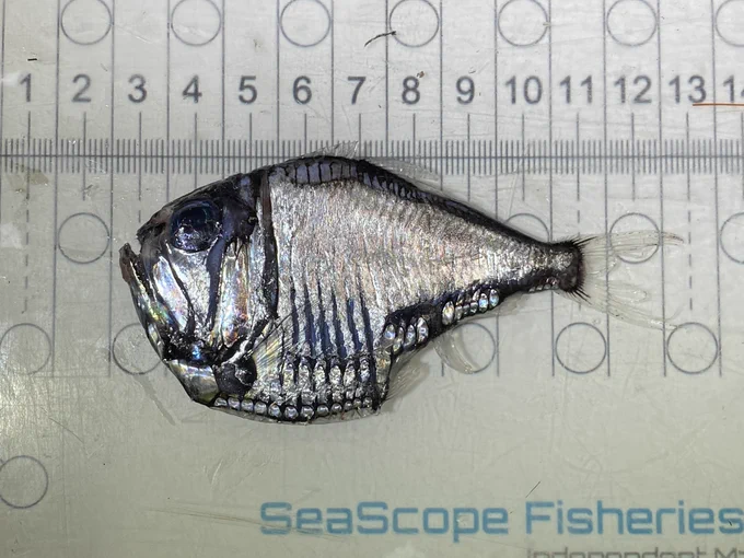 An Argyropelecus olfersii hatchetfish photographed against a white plastic measuring board. The fish is about 10cm in length, including the translucent tail fin. The fish has a very deep body, covered in silver skin, which ends in a nearly triangular trunk section. The mouth is huge and angled nearly vertically. The top of the fish is dark, the underside is covered in oval-shaped light organs. The eyes are blue and point vertically. Credit: own photo.