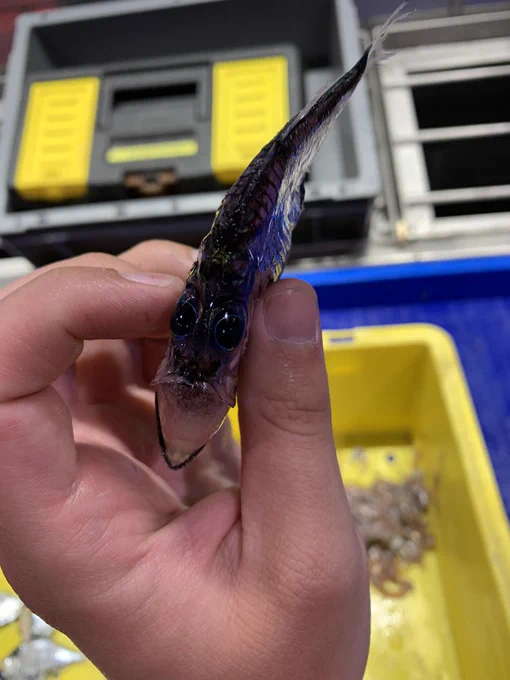 An Argyropelecus olfersii hatchetfish held between fingers, photographed from above. The skin on the dorsal surface is very dark, and the mouth is agape, slightly shocked. The eyes are large and slightly bulging, with beautiful metallic blue irises. Credit: own photo.