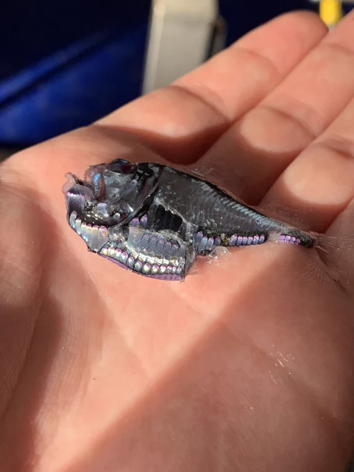 An Argyropelecus (actually A. aculeatus) specimen laying flat in a hand, illuminated by angled sunlight. The photophores cover the entire lower surface of the fish, and are a pale amethyst colour. They are roughly oval in shape. Credit: own photo.