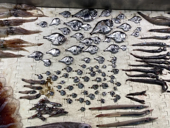 An assortment of mesopelagic fishes, photographed on a white plastic conveyor belt. On the left there are some squids and a large red jellyfish. In the centre top there are several A. olfersii, with lots of smaller A. hemigymnus below. Some lanternfish, pearlsides, and barracudinas are also below the hatchetfish, alongside a large Cubiceps. On the right there are a bunch of viperfish and two small sabertooths, then above that some pencil smelts. Credit: own photo.