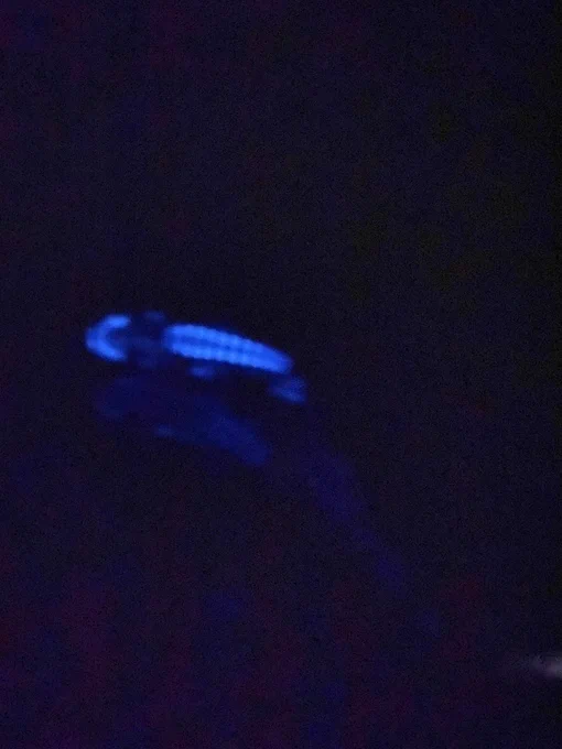Counter-illumination from an Argyropelecus olfersii hatchetfish, photographed in darkness. The pic is quite blurry but the light is bright sky blue. There are parallel rows of round light organs, and an arc of light organs on the underside of the chin. Credit: own photo.