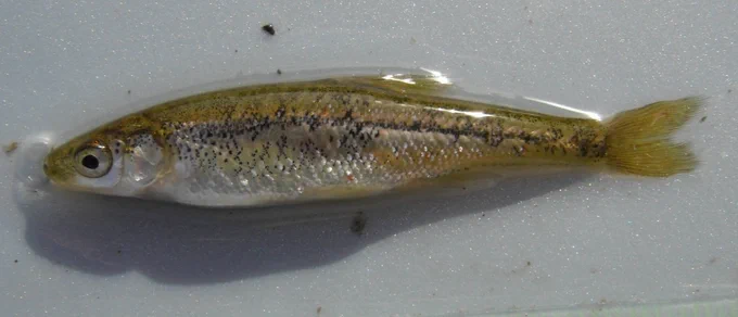 Smal (max length of 7,5cm), short lived (2 ), small fecundity and planktonivorous fish. 