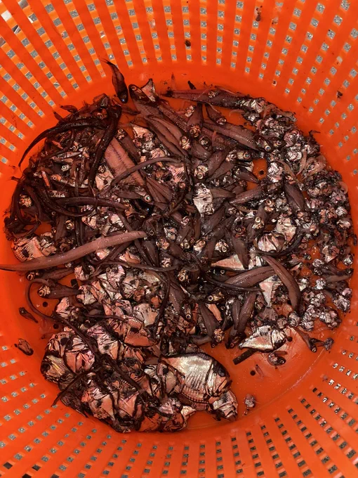A bunch of mesopelagic fish in an orange plastic basket. There's quite a diversity but the most common and obvious component of the catch are the bright silver hatchetfishes. Credit: own photo.