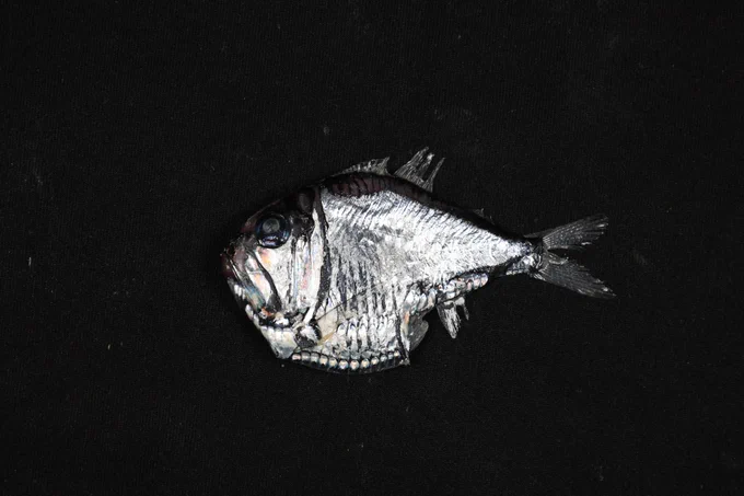 An Argyropelecus olfersii on a black background. Credit: Emma Curtis.