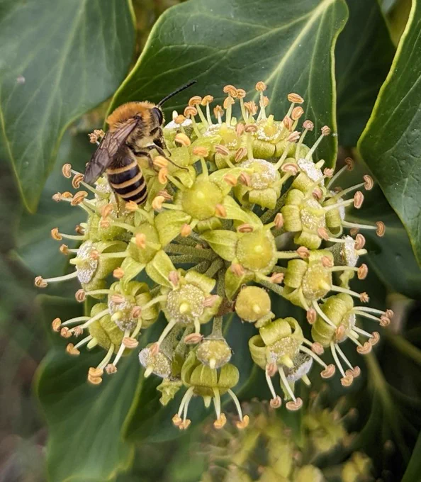 Ivy Bee Colletes hederae