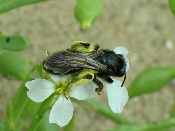 Black Mining Bee Andrena pilipes