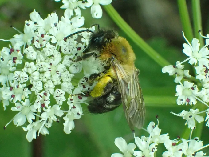 Grey-patched Mining Bee Andrena nitida