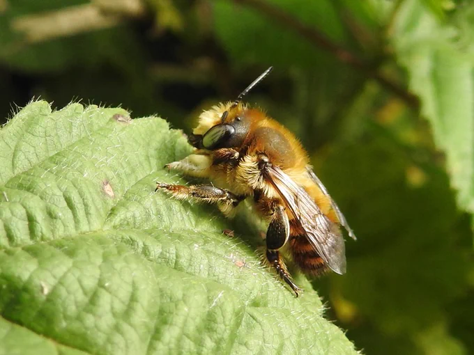 Coastal Leafcutter Megachile maritima 