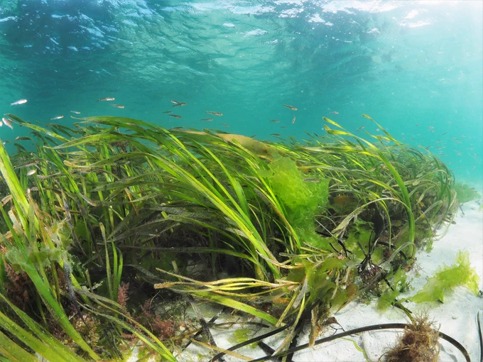 Seagrass, Isles of Scilly, Cornwall, UK. Credit: Michiel Vos / Ocean Image Bank