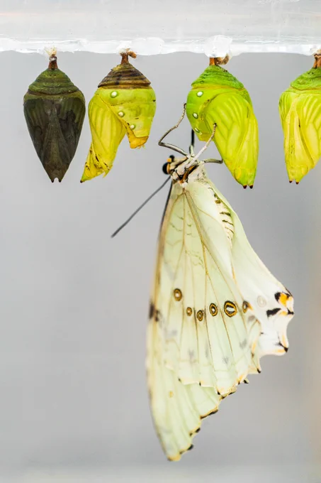 A white morpho butterfly emerges from its chrysalis. 