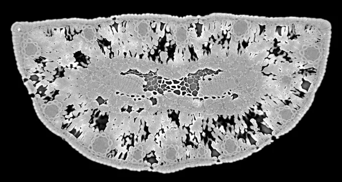 A microCTscan showing a pine leaf in cross section at 0.56 micron resolution, high-detail anatomy with visible plastids.