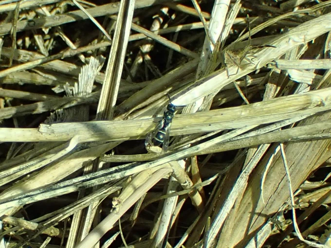 Little Mason Wasp Microdynerus exilis