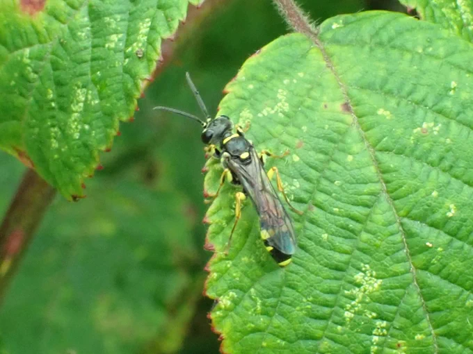 Field Digger Wasp Mellinus arvensis