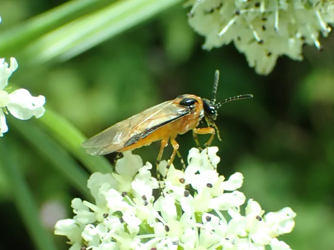 Turnip Sawfly Athalia rosae