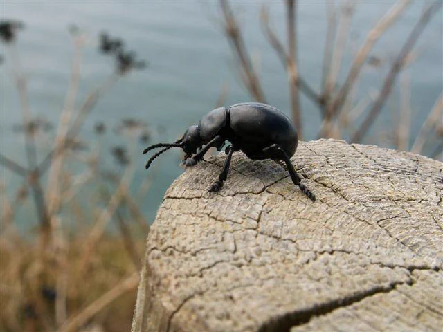 Bloody-nosed beetle, Timarcha tenebricosa - Photo by Hazel Bulpitt