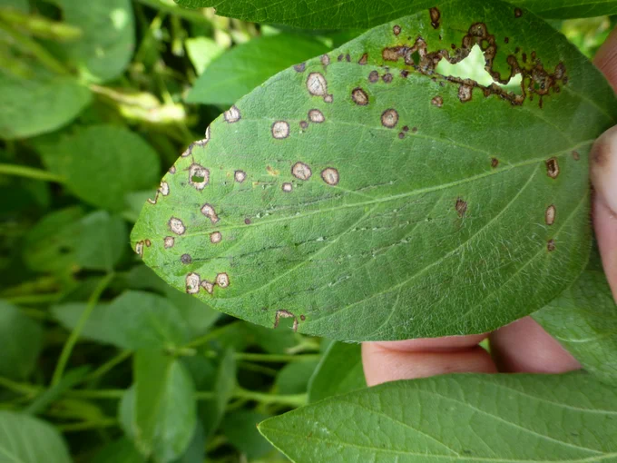 Frogeye leaf spot lesions on soybean leaf. 
