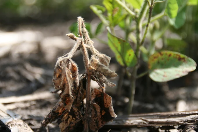 Dead soybean seedling. 