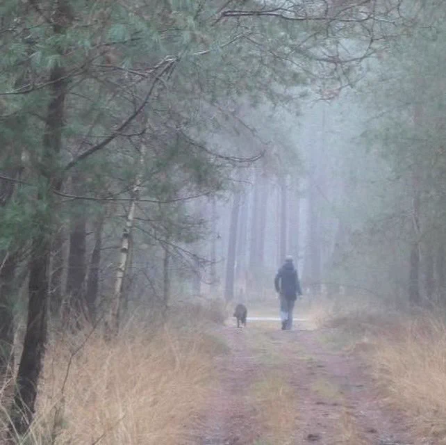 Man met hond wandelt op de rug gezien in het mistige naaldbos bij Nunspeet, onderweg met de wandelgids Wandelen in en rond kunstenaarskolonies.