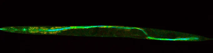 nematode under microscope. Fluorescently green dyed malpinins can be seen in the digestive tract