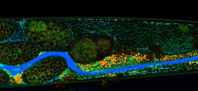 digestive tract of nematode with fluorescent malpinins under microscope