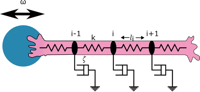 A cartoon depicts a one-dimensional cell train of epithelial tissue — a long, horizontally-oriented pink blob. At the left end of the cell train is a blue circle with a black, double-ended arrow and the Greek symbol ω above it, representing a collagen coated glass bead that applies force. Within the cell train are four sets of black waveforms with three black ovals between them that represent cell vertices, labeled i-1, i, and i 1. Above the two waveforms between the ovals is the letter k, representing cell stiffness, and the letter li with a double ended arrow, representing the cell length. Below each oval is an arm that forms right angles, with the Greek letter 𝜁 denoting friction, leading to three ground symbols: downward facing triangles made of horizontal lines that decrease in length.