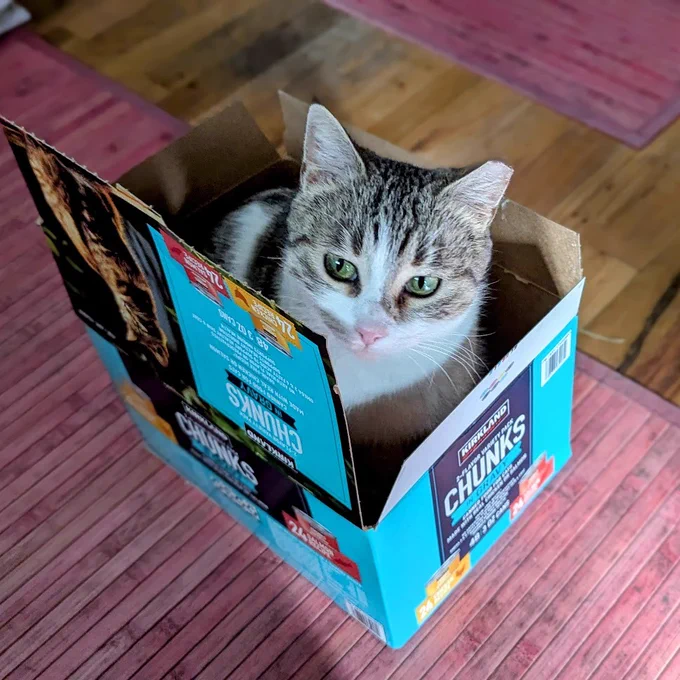 A white cat with brown tabby splashes and glorious green eyes sits in a blue Kirkland chunks cat food box like she's some kind of superstar, which she is.