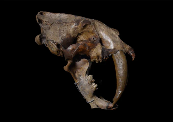 Smilodon skull taken by Steve Morton