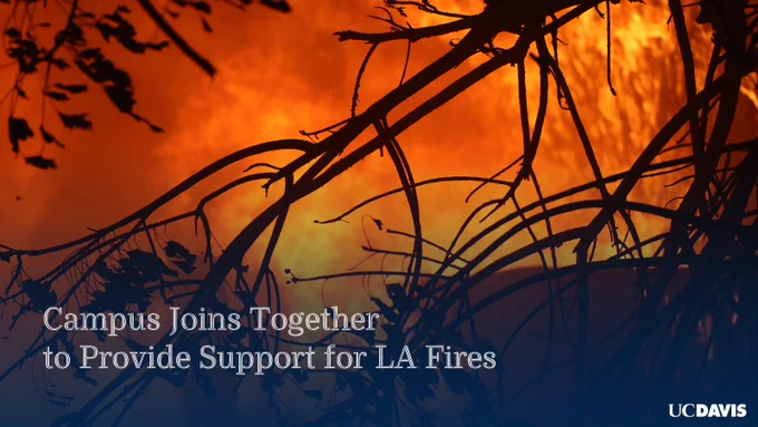Dark silhouetted branches with large flames in the background. 