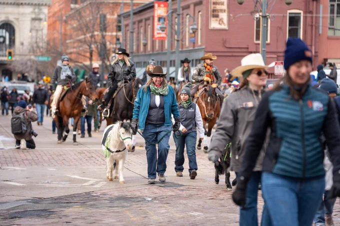 Two handlers guide a miniature pony down 17th Street in the middle of the National Western Stock Show Kick-Off Parade.