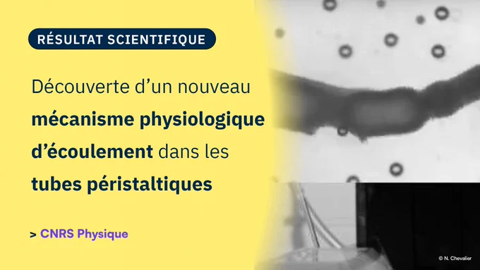 Vignette Résultat Scientifique de CNRS Physique.

Titre de l'actualité : Découverte d’un nouveau mécanisme physiologique d’écoulement dans les tubes péristaltiques.

Figure : Schéma des deux modes d’écoulement dans un tube de muscle lisse ; ici les deux agissent de concert pour augmenter la pression à droite, mais ils peuvent également être en compétition si la pression initiale est plus importante à gauche qu’à droite.

Référence : Smooth Muscle Mechanosensitivity Generates and Maintains Pressure Gradients Across the Intestine, Richard J. Amedzrovi Agbesi, Lucas Chassatte, Nicolas R. Chevalier, Neurogastroenterology & Motility, publié le 9 décembre 2024.